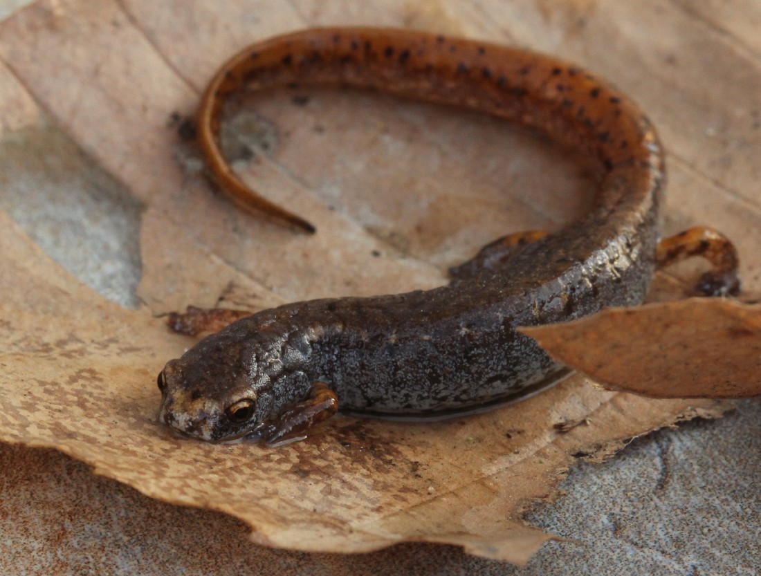 Four-toed Salamander